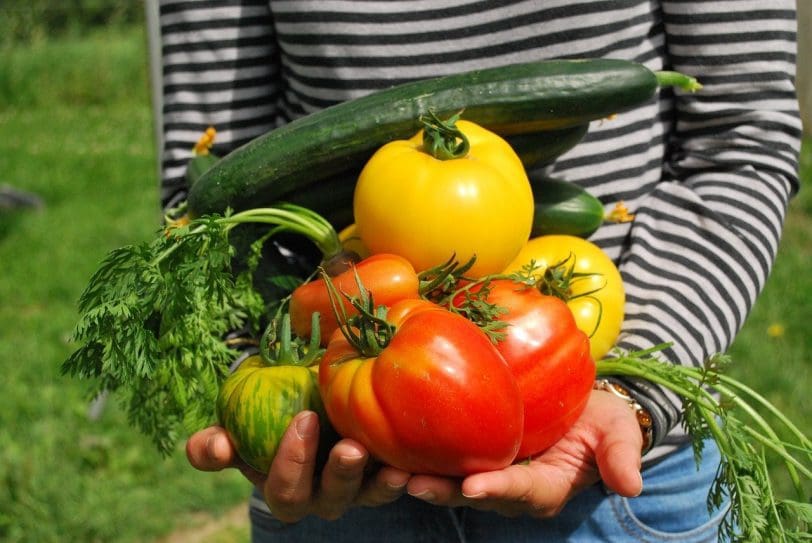 rendement potager jardin construction maison neuve