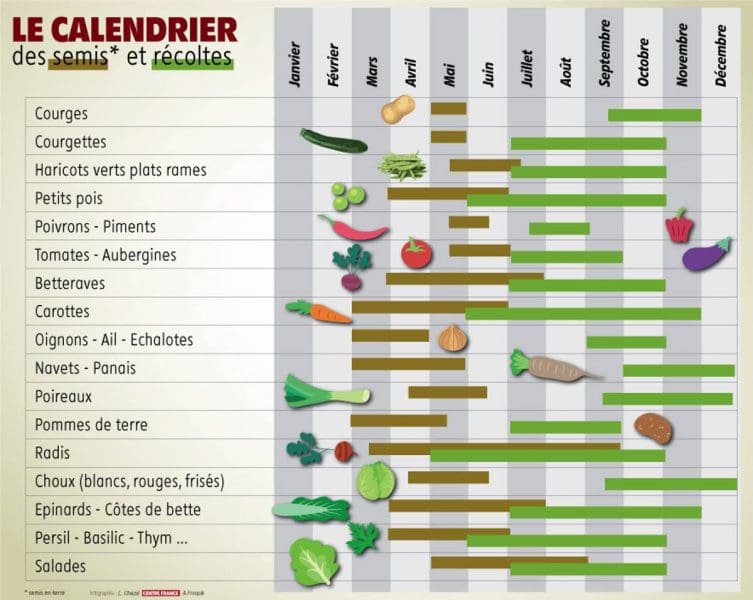 Calendrier des semis au potager - Gamm vert