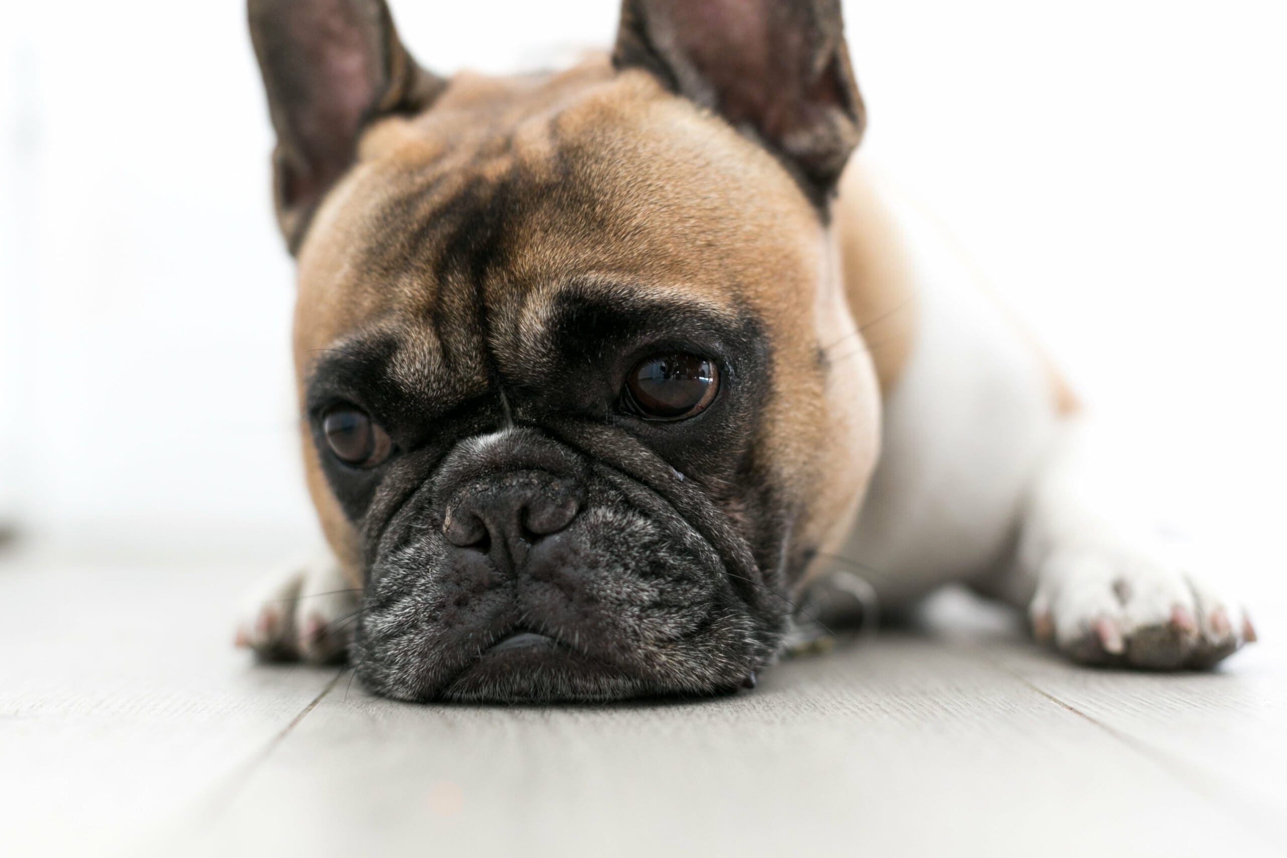 Clôture d'intérieur pour chien - ABC chiens